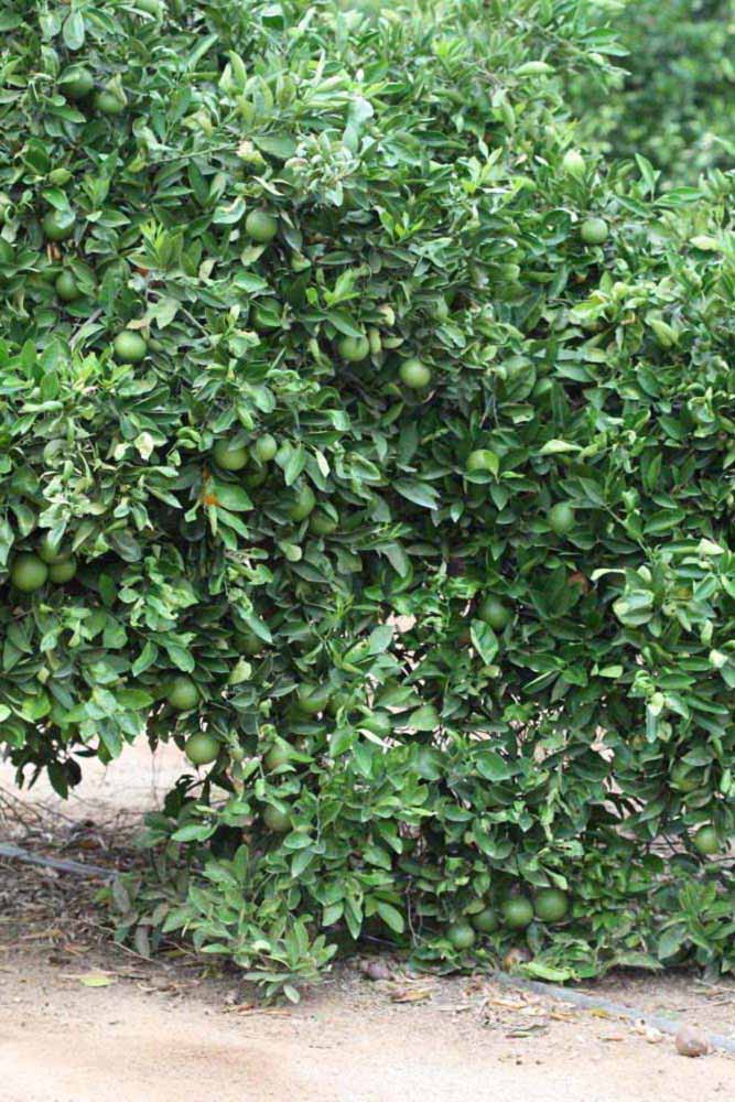            Habit (Riverside, CA)   